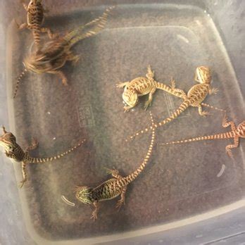 Rainbow Mealworms - 41 Photos & 58 Reviews - Pet Stores - 126 E Spruce ...