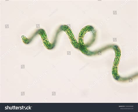 Photos Spirulina Sp Under Microscope Stock Photo 1590990688 | Shutterstock