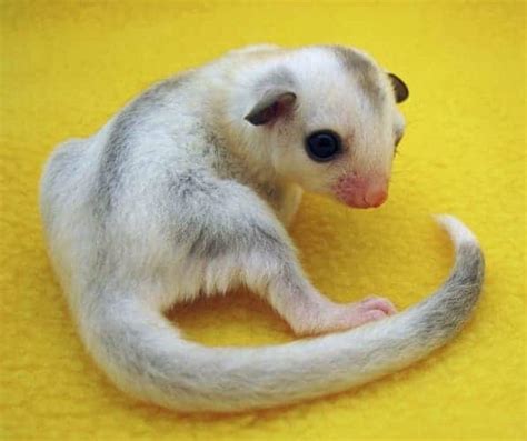 Mosaic Sugar Gliders - A Complete Overview [With Pictures] | ThePetFAQ