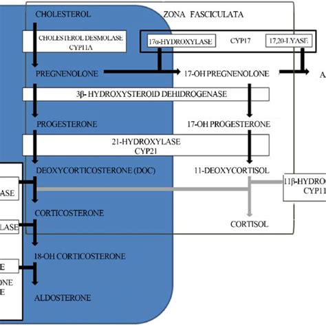 Biosynthetic pathway to aldosterone. | Download Scientific Diagram