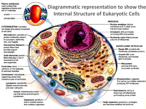 Cell Structure And Functions Cell Organelles - Riset