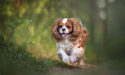 How Much Do Cavalier King Charles Spaniel Puppies Cost