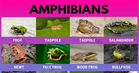 Amphibians: 15 Common Names of Amphibians | Great List of Amphibians ...