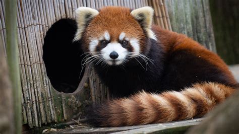 Columbus Zoo safely locates the missing red panda, Kora – TricksFast