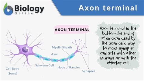 Simple Synapse Diagram