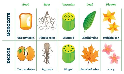 Section 4: Flowering Plants | Nitty Gritty Science