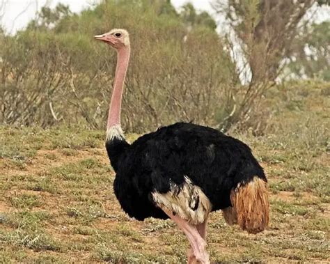 North African ostrich - Facts, Diet, Habitat & Pictures on Animalia.bio