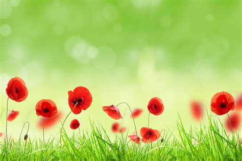 Red Poppy Flowers | Print A Wallpaper & More