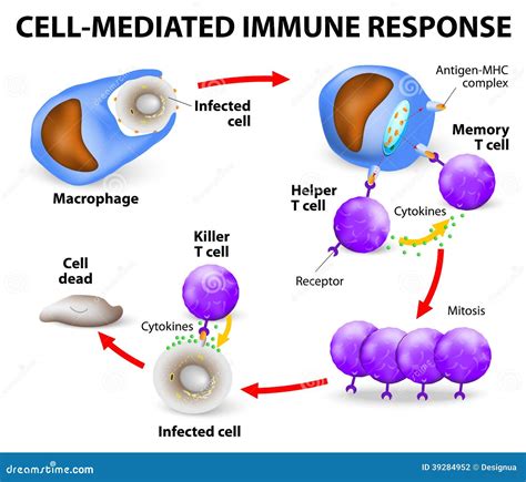 Humoral Immunity Vs Cell Mediated Immunity