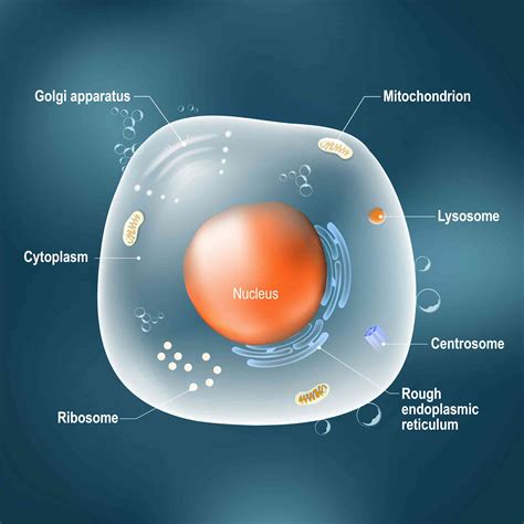 What Is mRNA? Here’s A Crash Course On What It Does | LaptrinhX / News