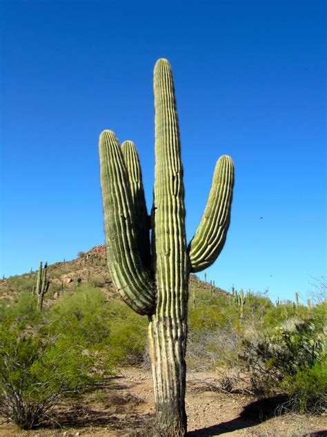 Desert Botanical Garden Plants For Sale