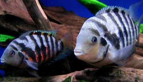 Convict Cichlid: Mastering Their Care in Just 5 Steps