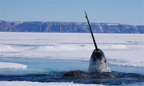 Unicorn of the Sea: Narwhal Facts | Stories | WWF