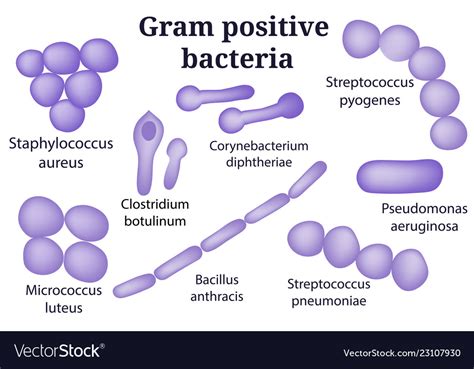 Gram positive bacteria Royalty Free Vector Image