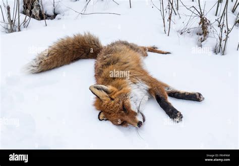 Red fox on snow. Hunters prey Stock Photo: 100579660 - Alamy