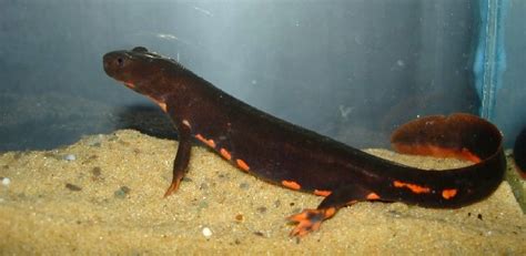 Paddle Tail Newt Facts and Pictures