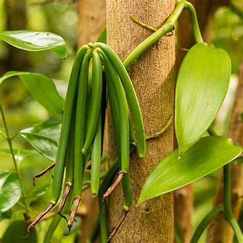 Rare Madagascar Vanilla Bean Orchid Plant pesticide Free - Etsy