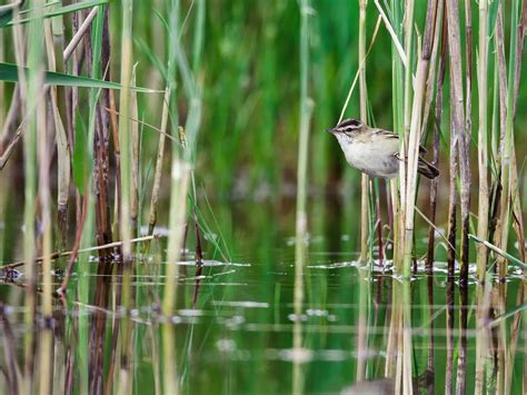 Sedge Warbler Bird Facts (Acrocephalus schoenobaenus) | Birdfact