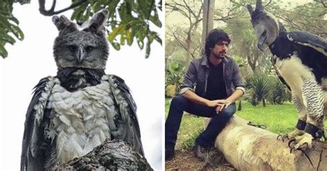 This Harpy Eagle Is So Big, It Looks Like A Human In A Costume | DeMilked