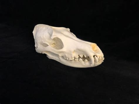 Maned Wolf Skull Replica - SkeletonsAndSkullsSuperstore