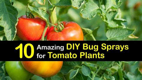 10 Amazing DIY Bug Sprays for Tomato Plants