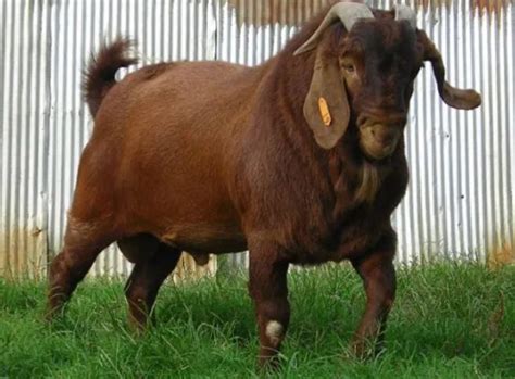 Kalahari Red Goats: Hardy and Profitable - Agri4Africa