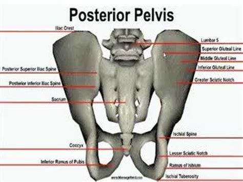 Posterior Bone Landmarks (Pelvis) - YouTube