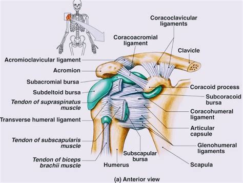 Anatomy of Shoulder Joint - PT Master Guide