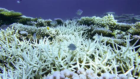 Massive bleaching of the coral on the northern end of the Great Barrier ...