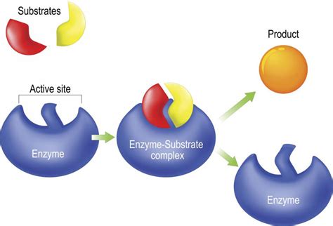 Are your enzymes really active?