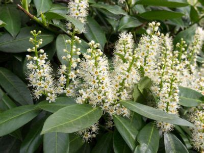 Growing Cherry Laurel Plant - How To Care For Cherry Laurel