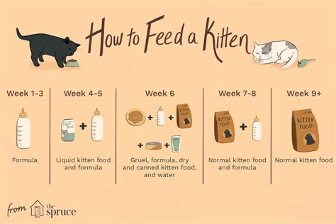 Cat Feeding Guide By Weight – Yoiki Guide