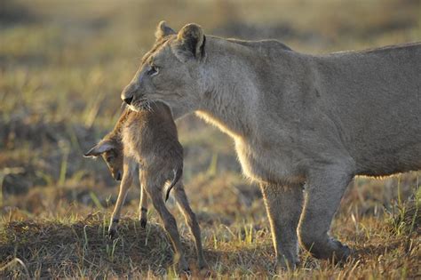 Lion Feeding - Feline Facts and Information