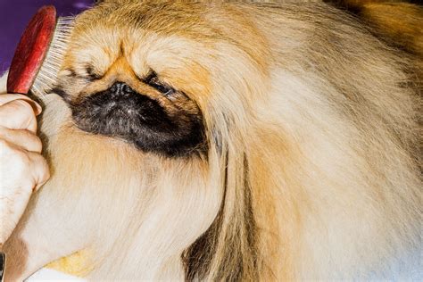 A Heavenly Respite at the Westminster Dog Show | The New Yorker