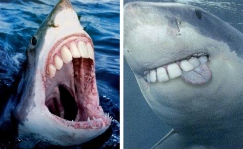 22 Shark With Human Teeth Pictures That Are Just Ridiculous