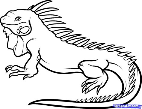 Iguana clipart 12 - WikiClipArt