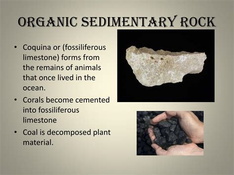 Organic Sedimentary Rocks Examples