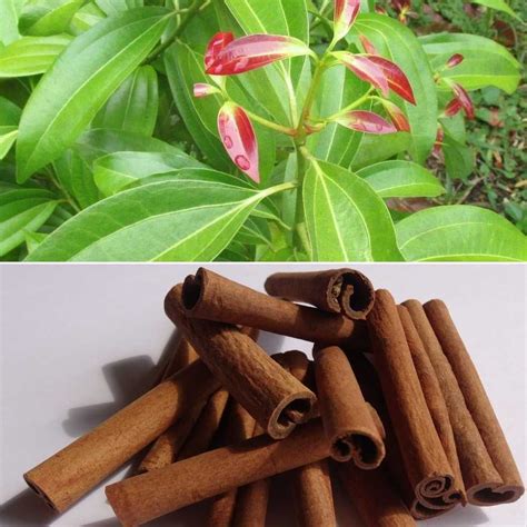 Cinnamon Plant Harvest