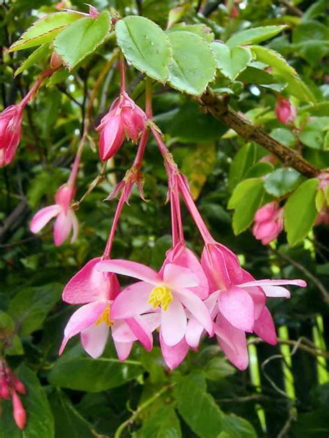 Begonia fuchsioides (Fuchsia Begonia) - World of Flowering Plants