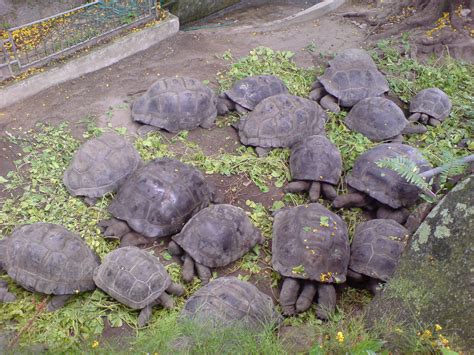 Adwaita Tortoise Carbon Dating – Telegraph