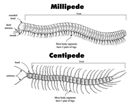 Centipede Diagram