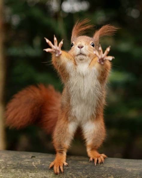 PsBattle: Red Squirrel -- standing -- at the British Wildlife Centre in ...