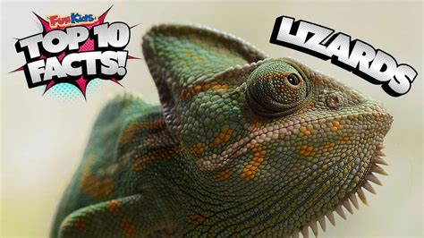 Top 10 Facts about Lizards! - Fun Kids - the UK's children's radio station