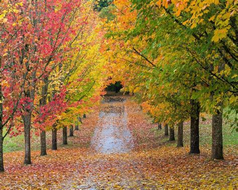 Fall Colors in Oregon: Our Top 5 in Central Oregon