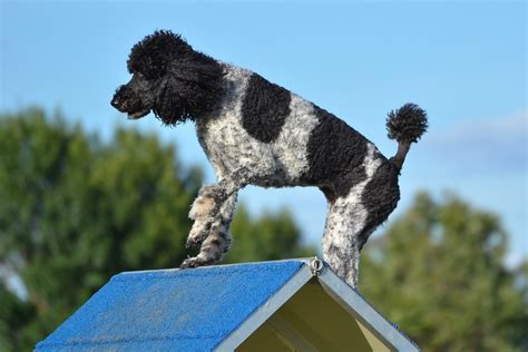 Parti Poodle: Type Of A Standard Poodle Or A Separate Breed?