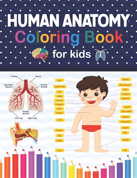 Buy Human Anatomy Coloring Book For Kids: Human Body Anatomy Coloring ...