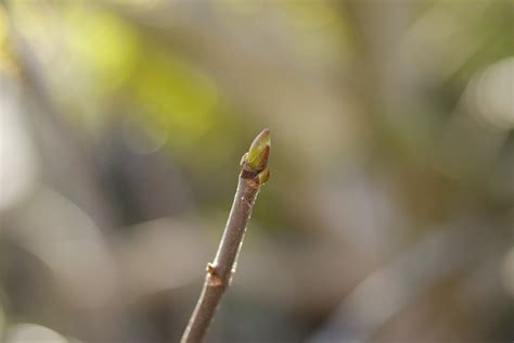 How to Know if Your Tree is Dead (Or Just Dormant) - TreePeople