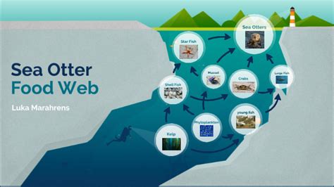 Sea otter Food Web by LittleLuckyLuky on Prezi