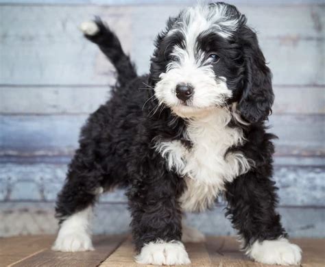 Bernedoodle Growth Chart | Weight & Size Chart