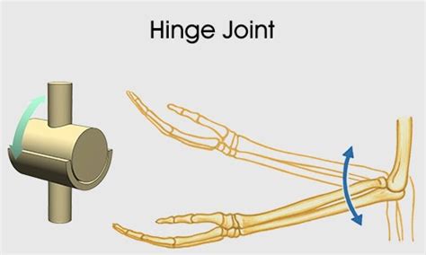 Fabulous Examples of Pivot and Hinge Joints in the Human Body_Skeletal ...